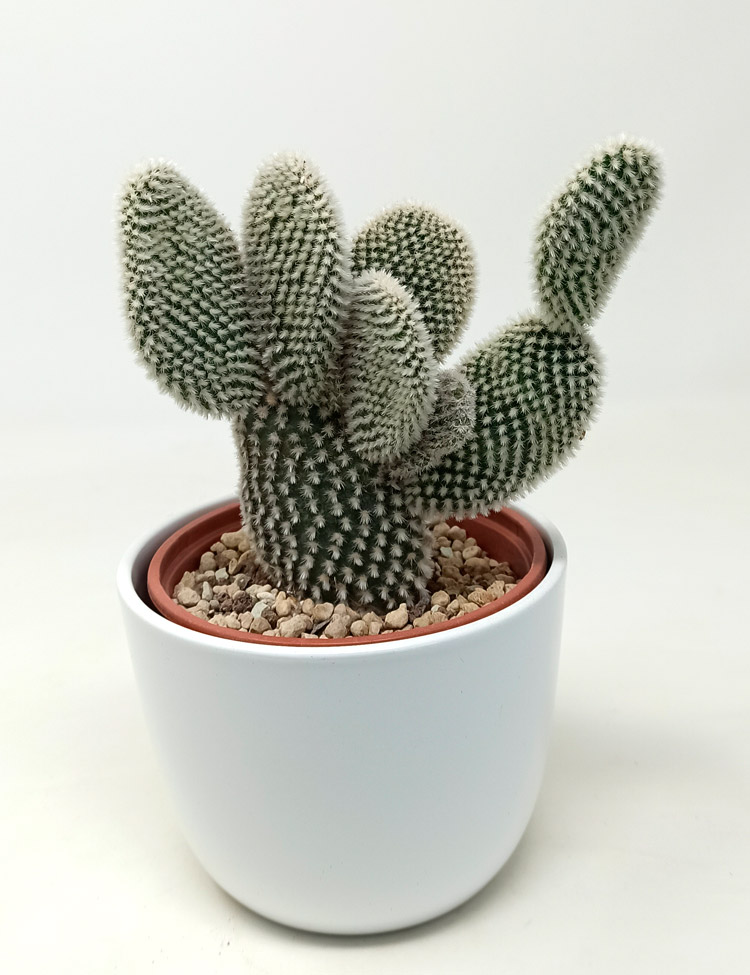 Opuntia-Basic_774 Opuntia Microdasys Albispina