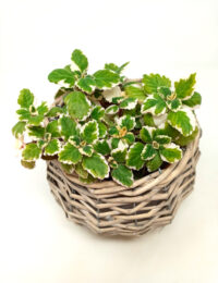 Plectranthus coleoides (Incienso)