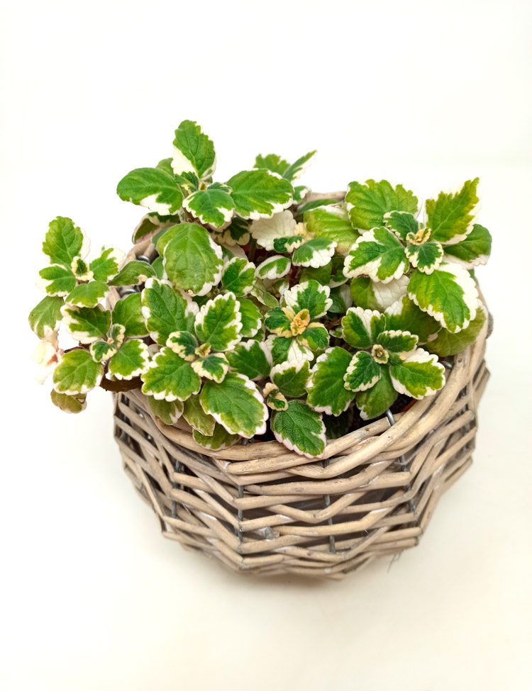 incienso-mimbre Plectranthus coleoides (Incienso)
