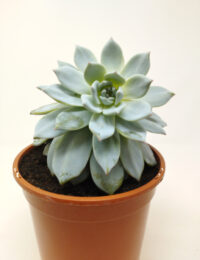 Echeveria Peacockii