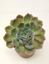 Echeveria Pulidonis